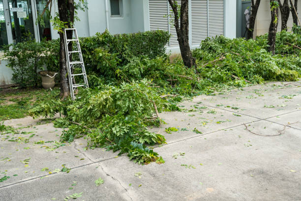 The Steps Involved in Our Tree Care Process in Hillsdale, MI